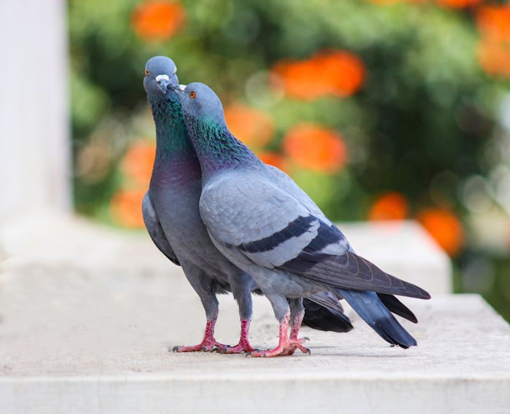 יונים